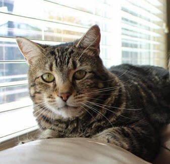 hero cat – what more do they have to do