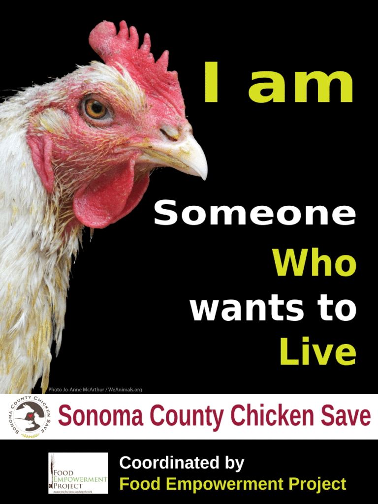 SCCS Chicken Poster
