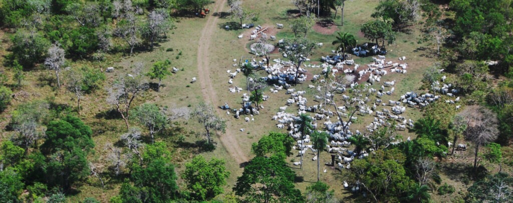Cattle grazing on cleared forest