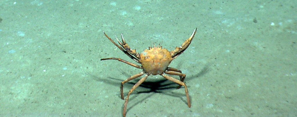 other ocean life