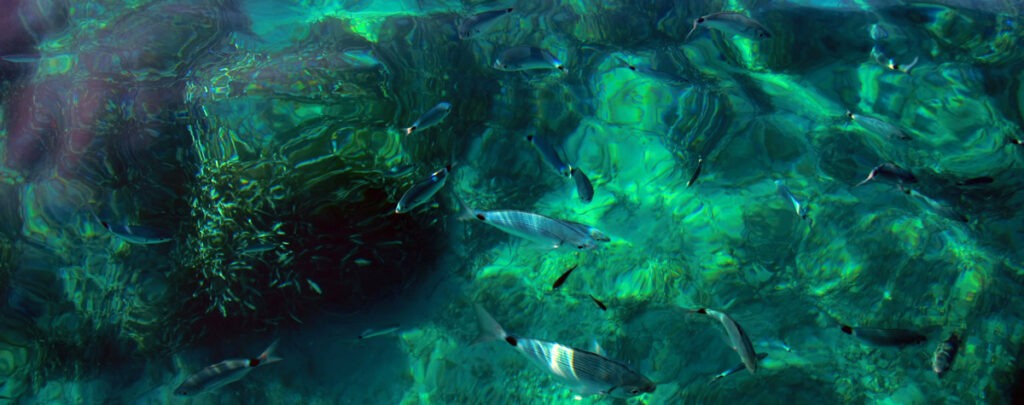 wild fish