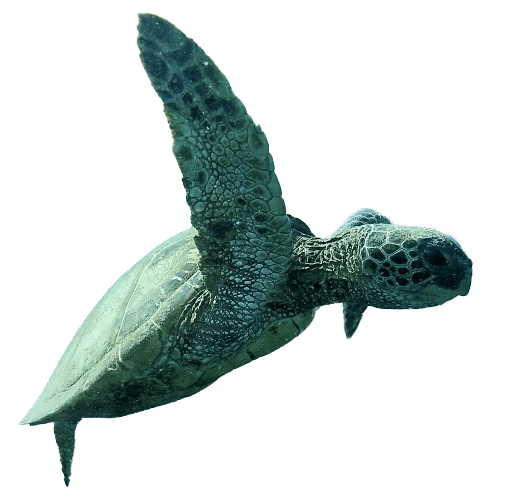 FFTO Sea Turtle
