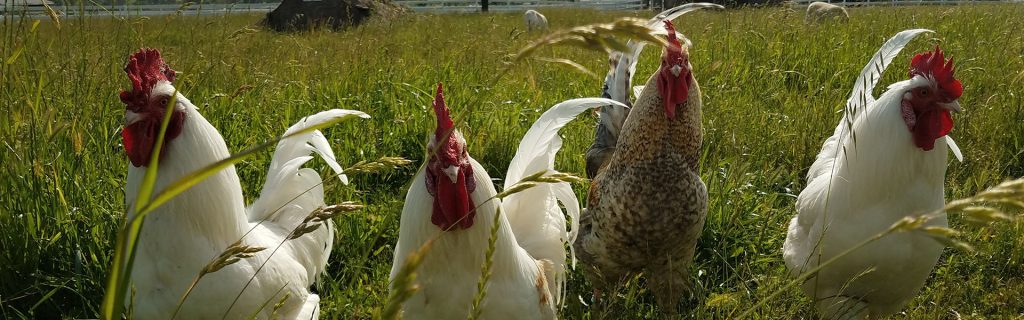 Foto cortesía de Charlie's Acres Farm Animal Sanctuary