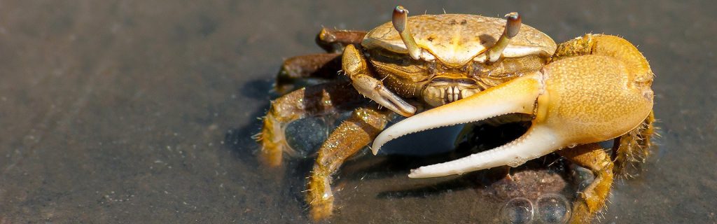 Veganism_Crab