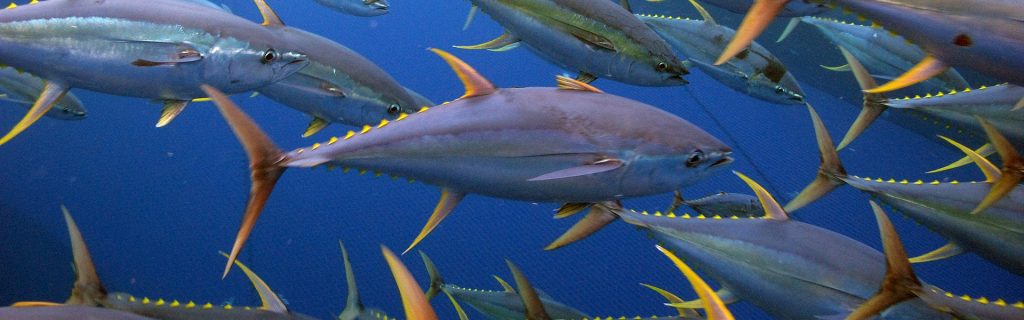 Veganism_Tuna