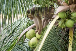 Macaque with chain harvesting coconuts