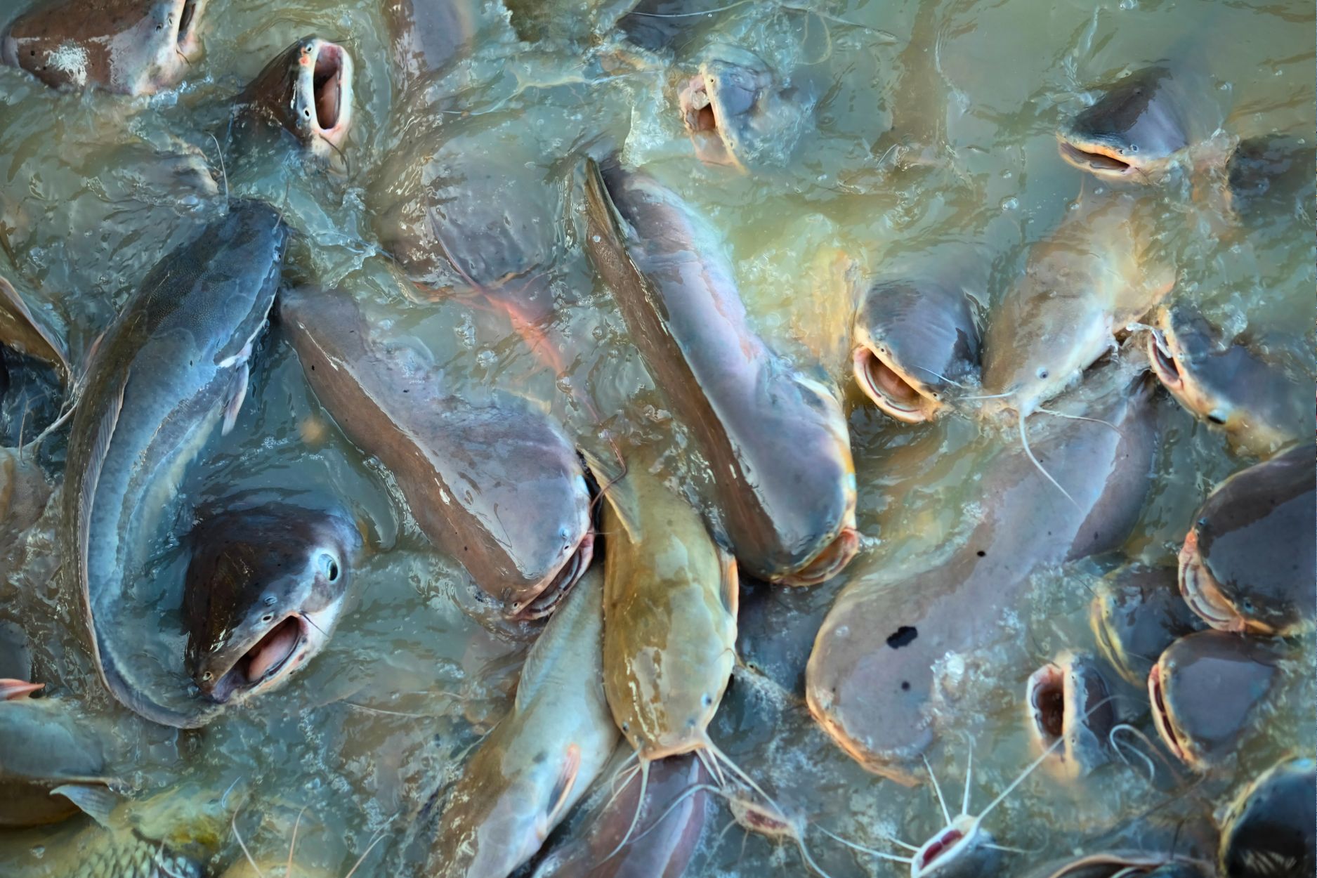 Fish - Food Empowerment Project