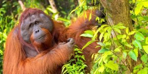 Orangutan,Tanjung Puting National Park, Borneo