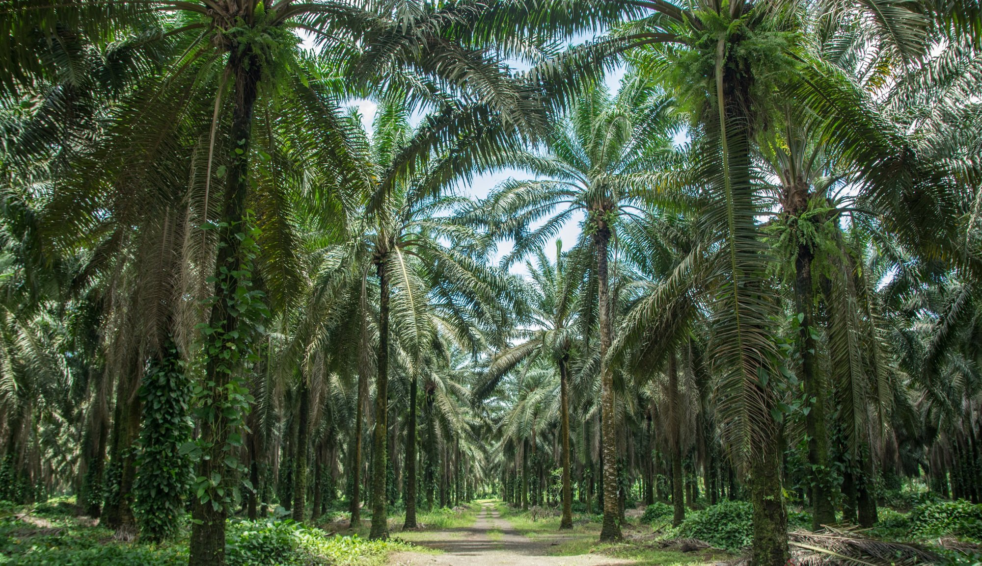 Palm oil plantation in Costa Rica