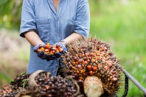 Worker Harvesting Red Palm Oil Seeds