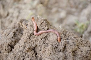 Red-gray earthworm crawling on the brown clay surface