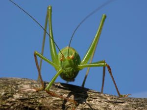 Speckled bush-cricket (Leptophyes punctatissima)