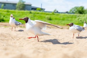 Gaviota reidora