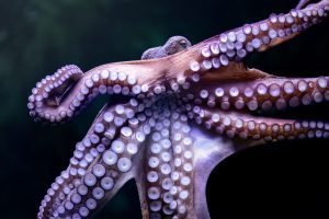 Primer plano de un pulpo mostrando sus tentáculos