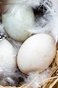 Huevos de pato