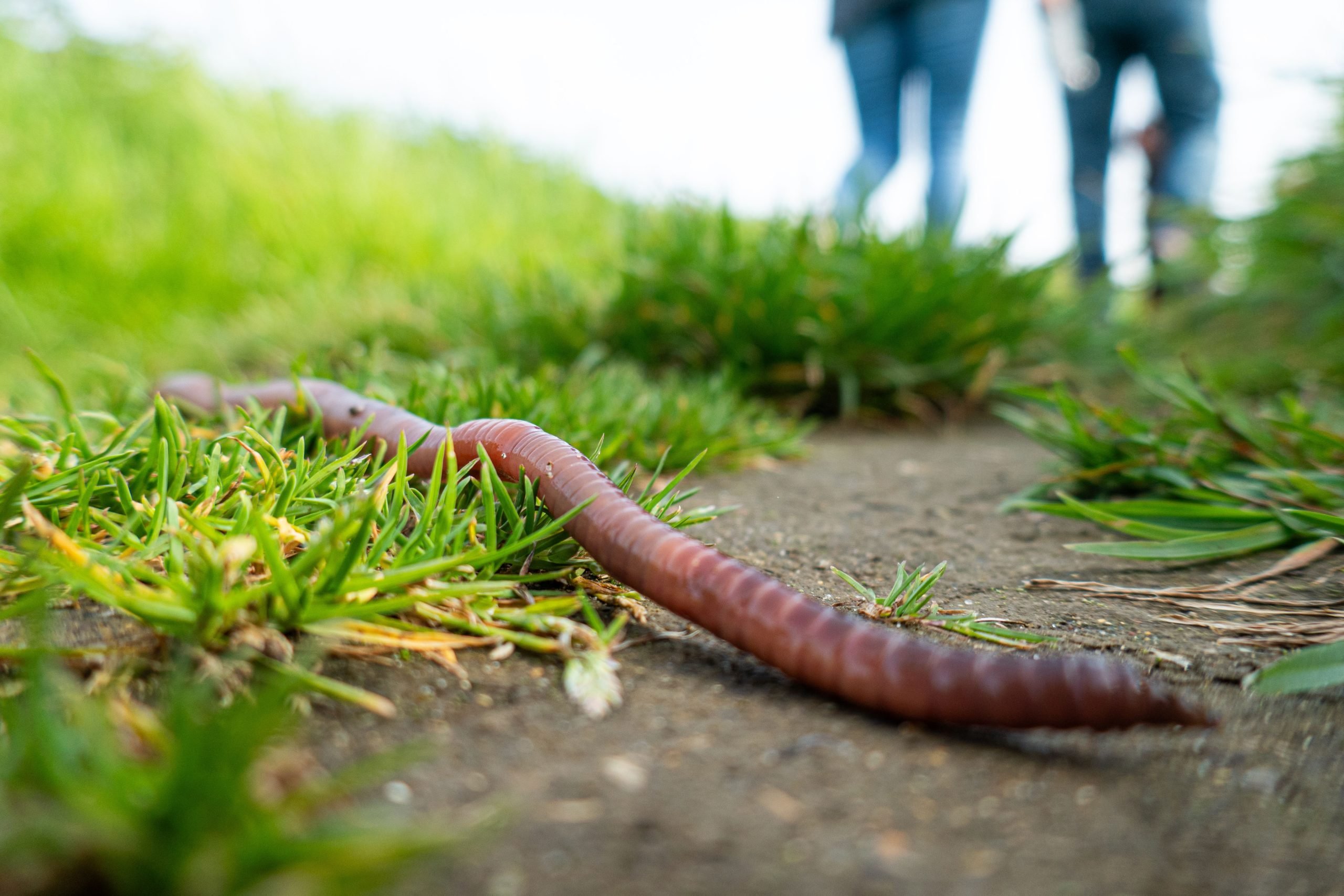 Lee más sobre el artículo (English) Check out our new page: Consider Insects & Worms