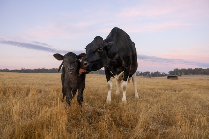 Read more about the article Why is dairy “trending” right now?
