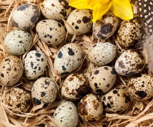 Huevos de codorniz