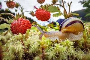 Primer plano de un caracol mirando las fresas rojas