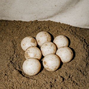 Huevos de tortuga