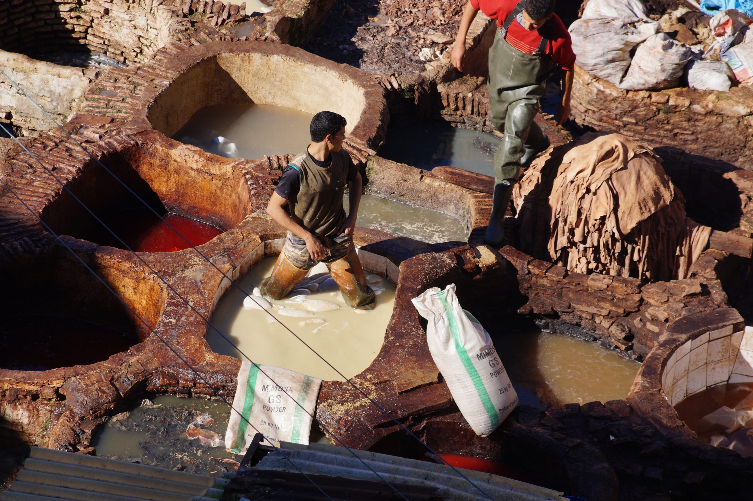 Lee más sobre el artículo (English) Skinned for Fashion: Leather’s Impact on Animals, Humans, and the Environment