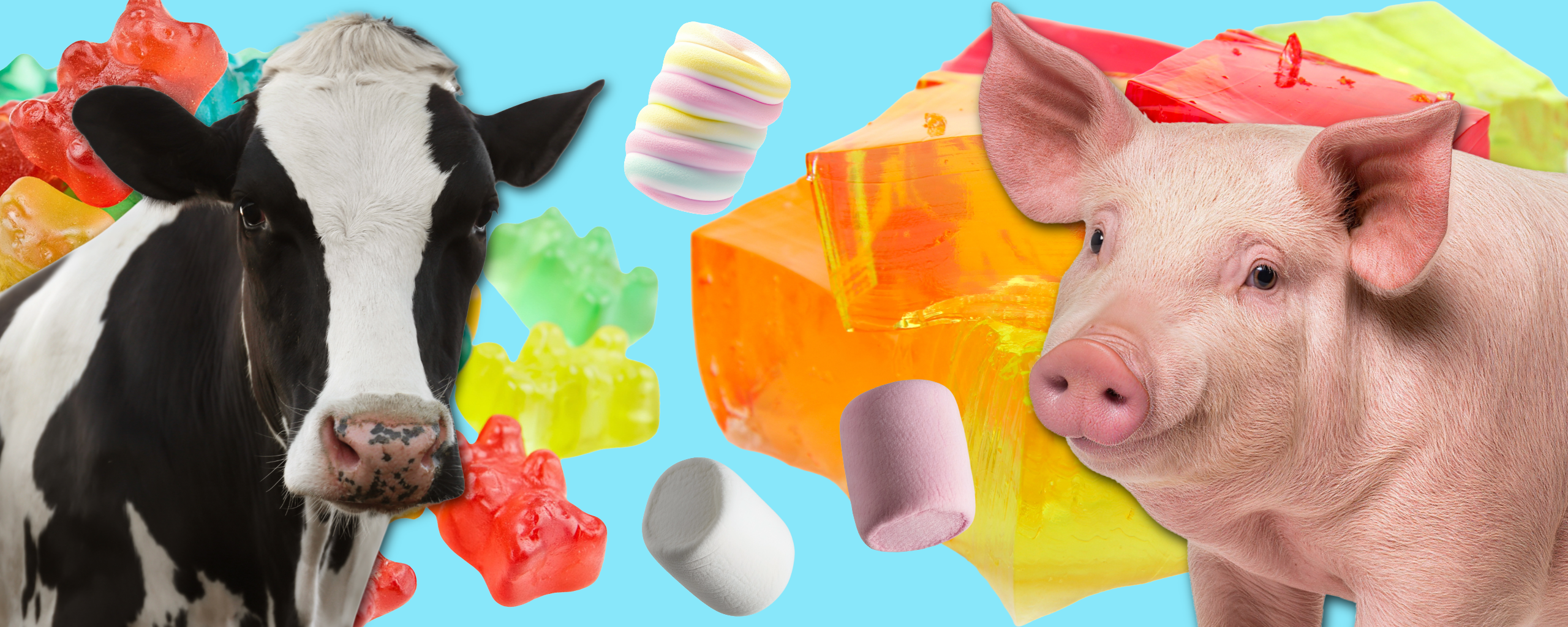 Cow & Pig in front of Gelatin containing products including Gummy Bears, Marshmallows, and Jello.