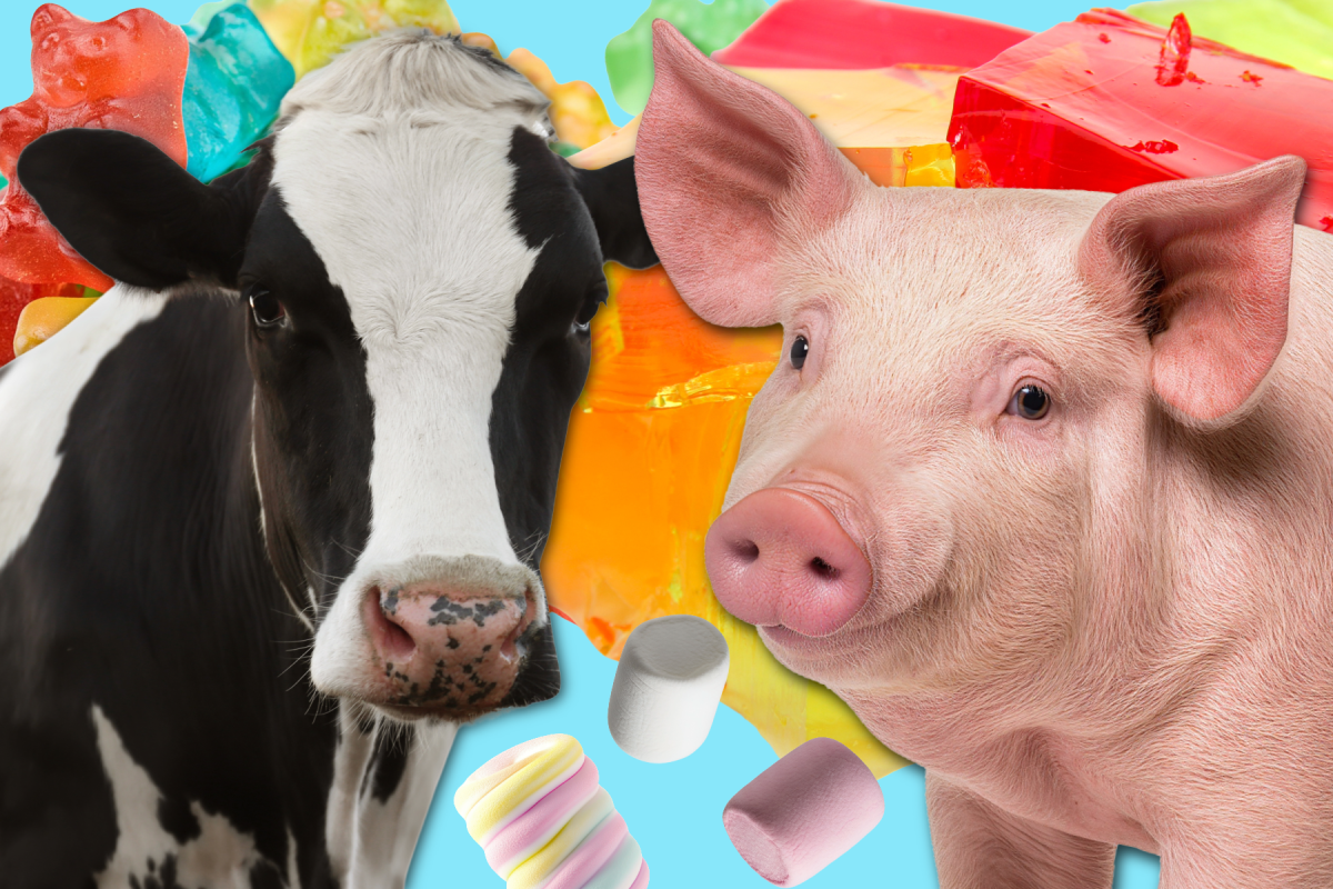 Lee más sobre el artículo Visita nuestra página con los números más recientes: Gelatina – Subproducto de la crueldad