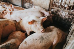 Group of confined pigs