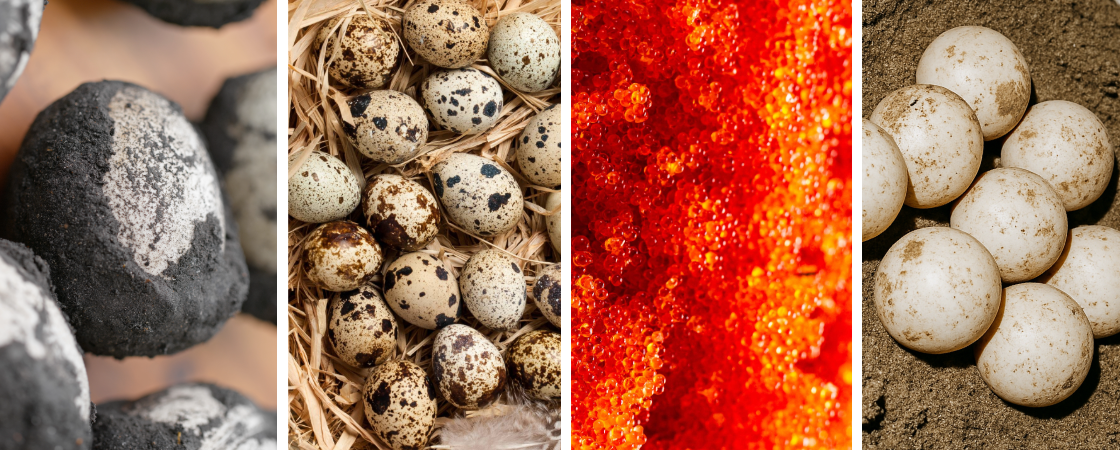 Exotic Egg Banner