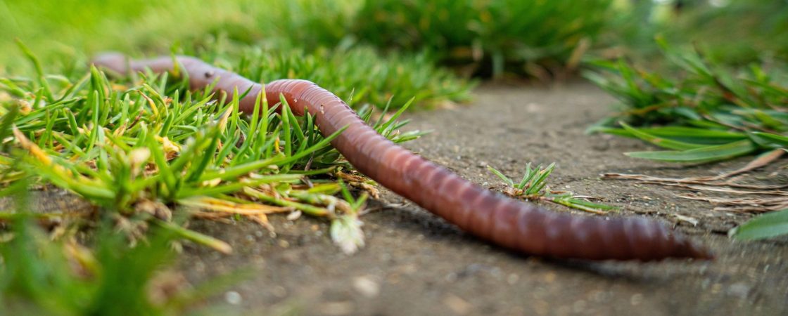 Close-up of an earthworm on a dirt