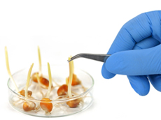 gmo_small1
