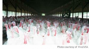 turkeys_small3