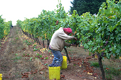 wine_content1