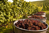 wine_content2